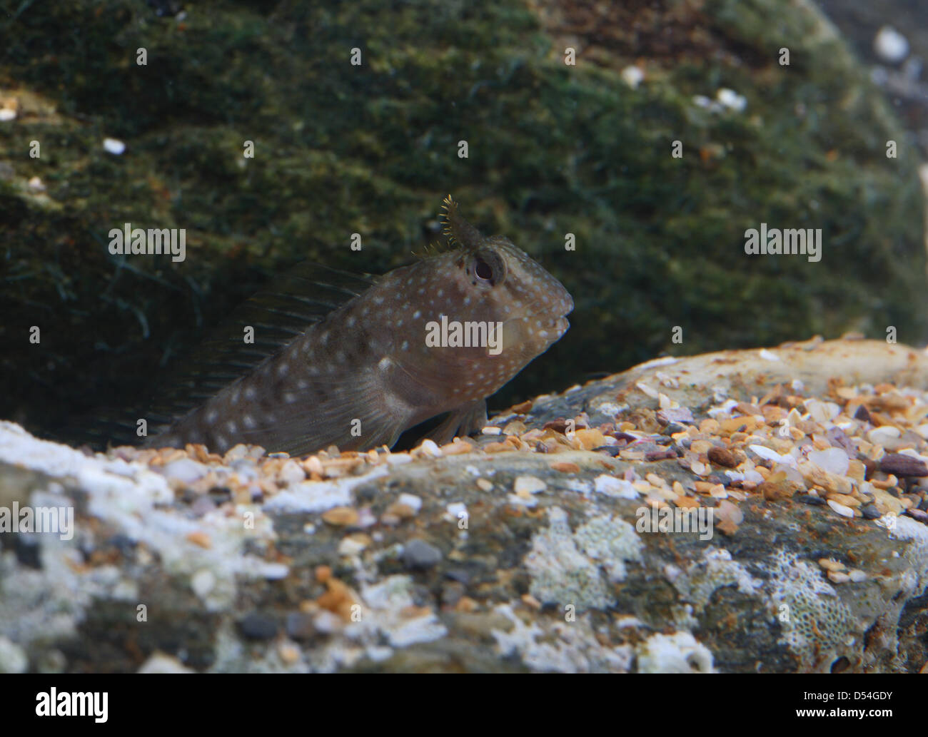 Montagu's Blenny in aquarium Stock Photo