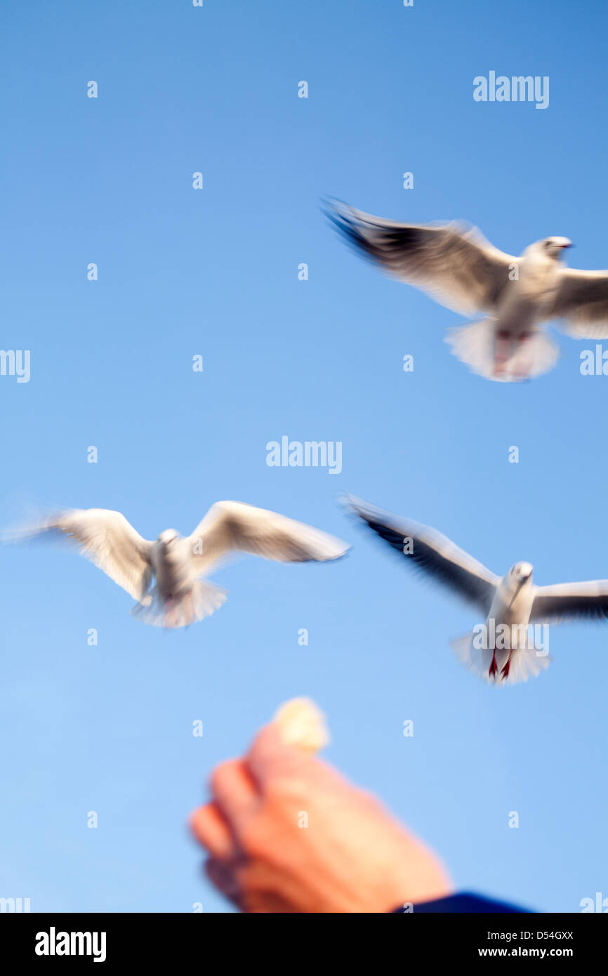 Warnemuende, Germany, gulls in flight Stock Photo