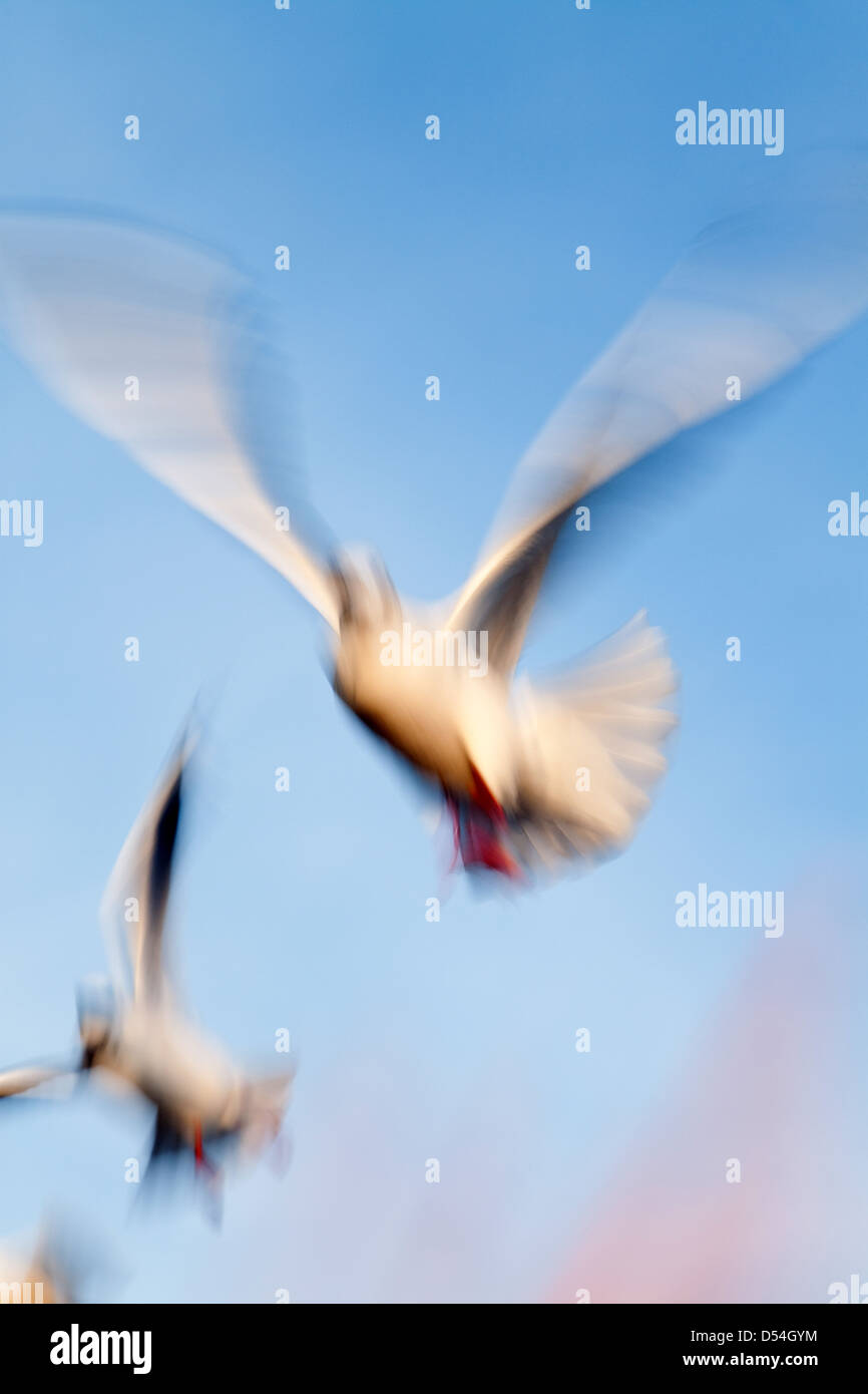 Warnemuende, Germany, gulls in flight Stock Photo
