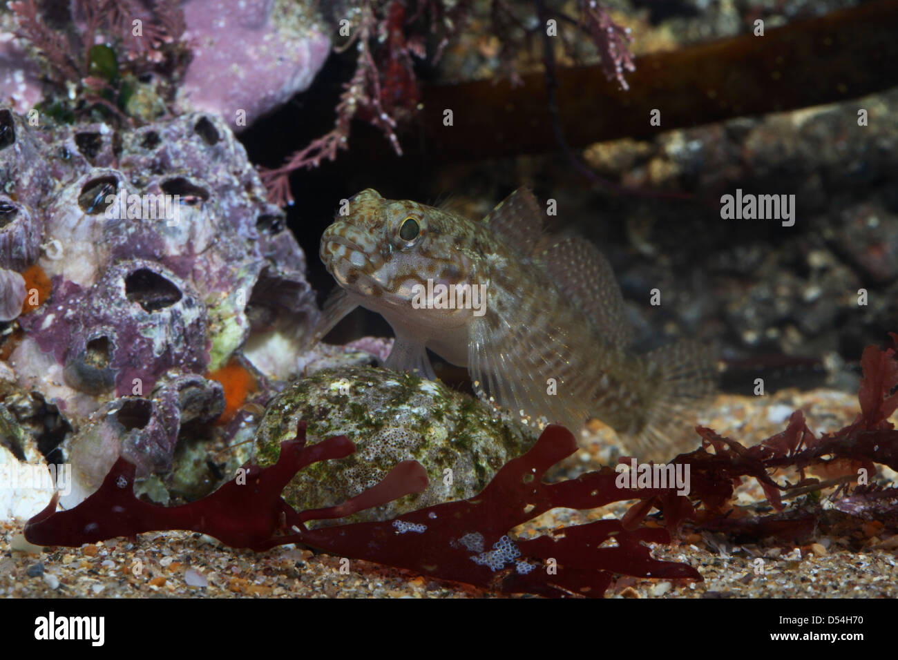Rock Goby in aquarium Stock Photo