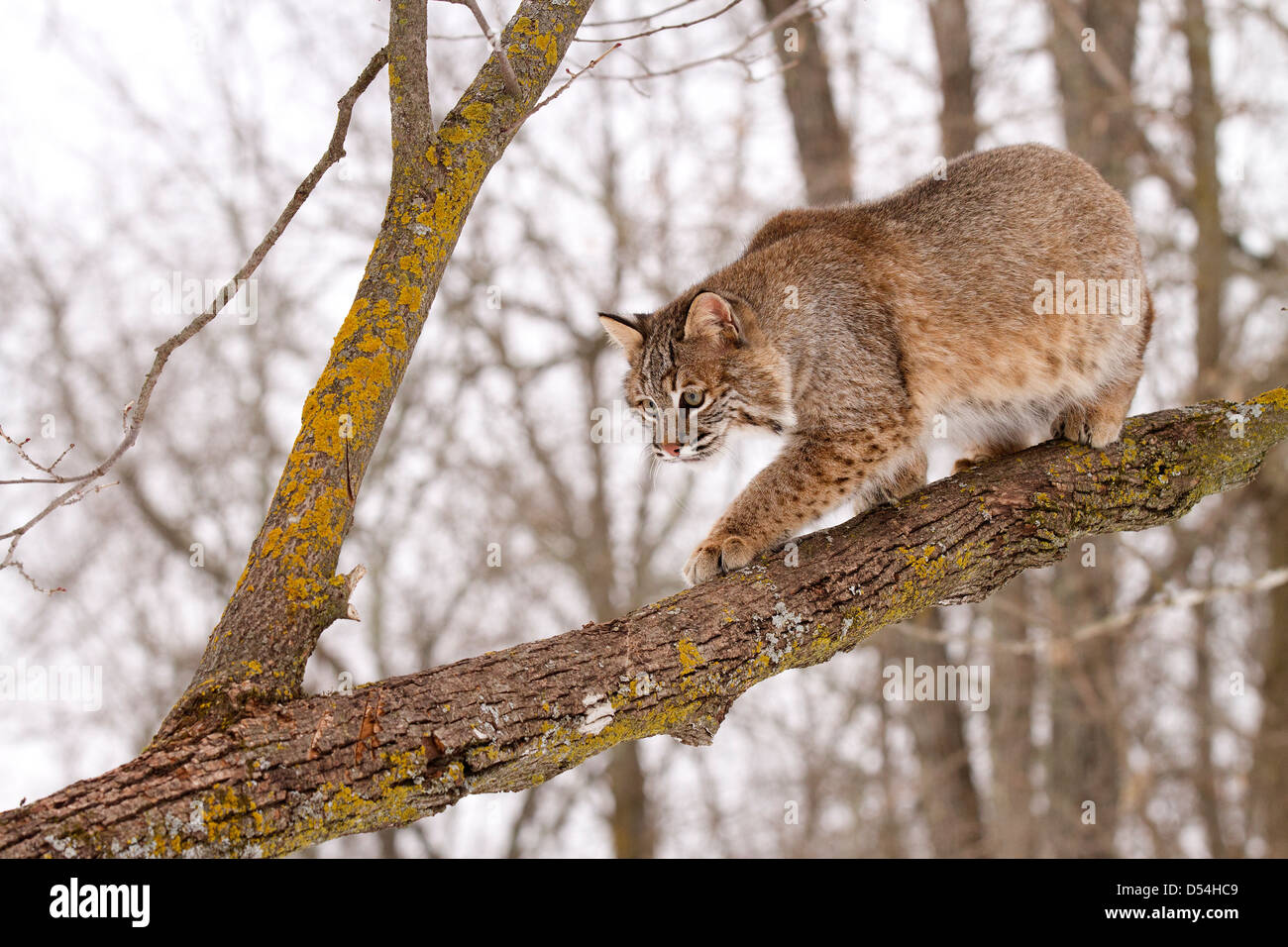 Bobcat, Lynx rufus climbing a tree Stock Photo Alamy