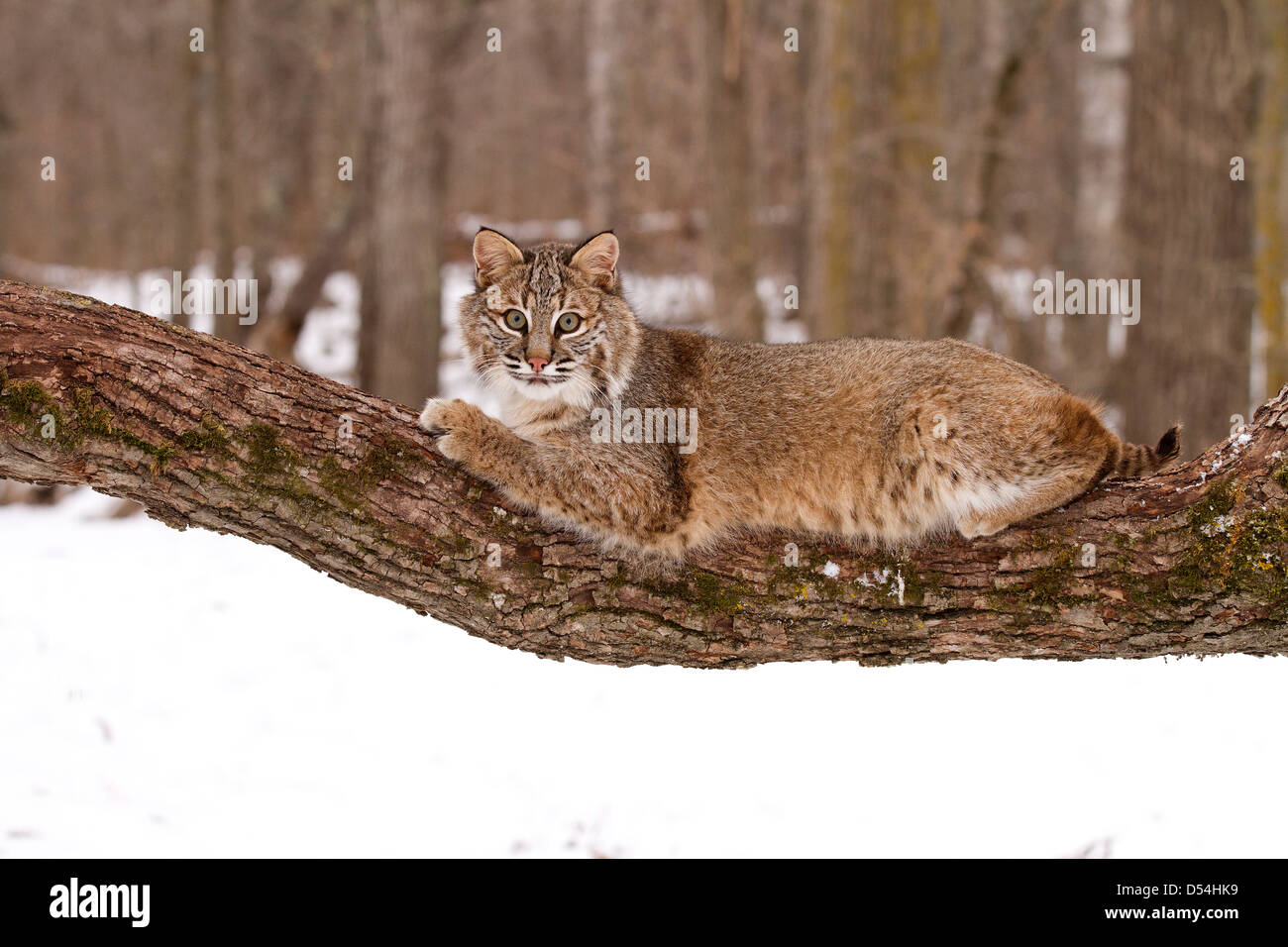 Bobcat, Lynx rufus climbing a tree Stock Photo Alamy