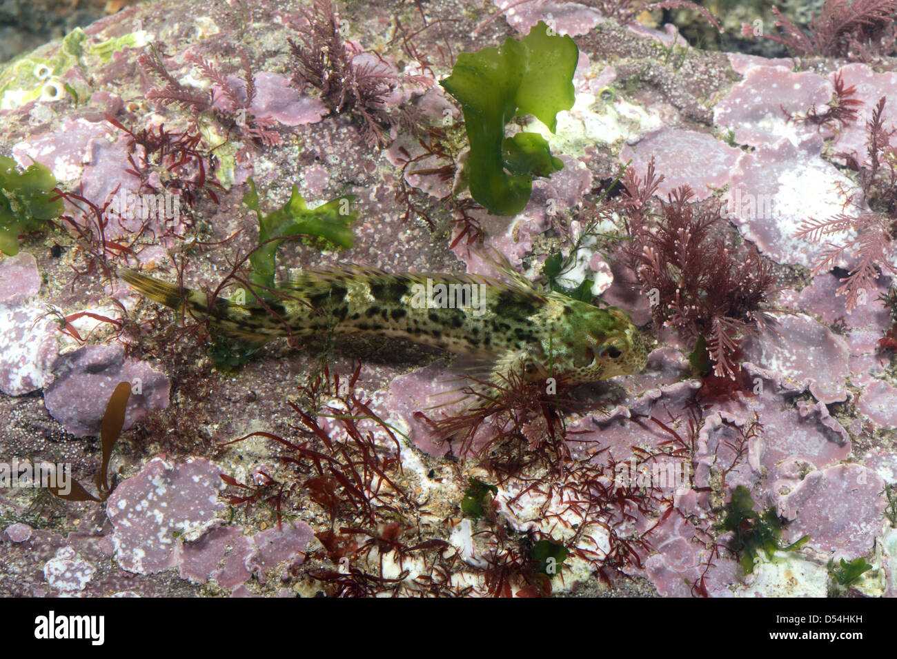 shanny-hi-res-stock-photography-and-images-alamy