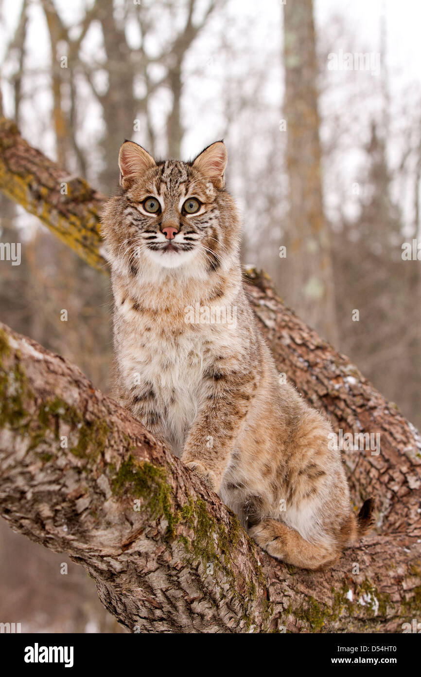 Bobcat, Lynx rufus climbing a tree Stock Photo