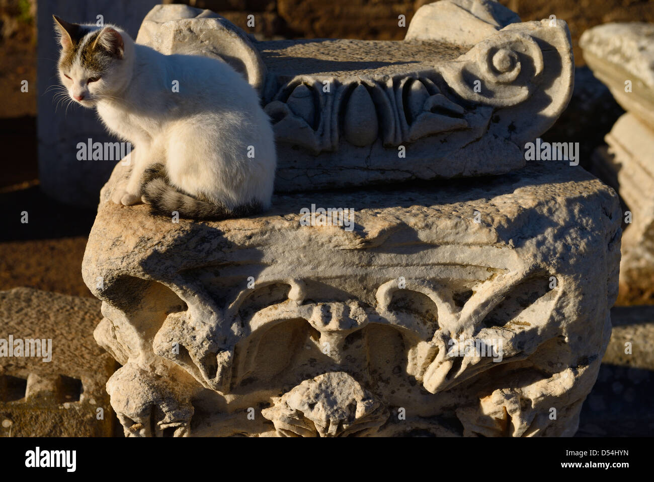 Feral cat on blocks of Ionic and Corinthian columns on Curetes street in ancient Ephesus Turkey Stock Photo
