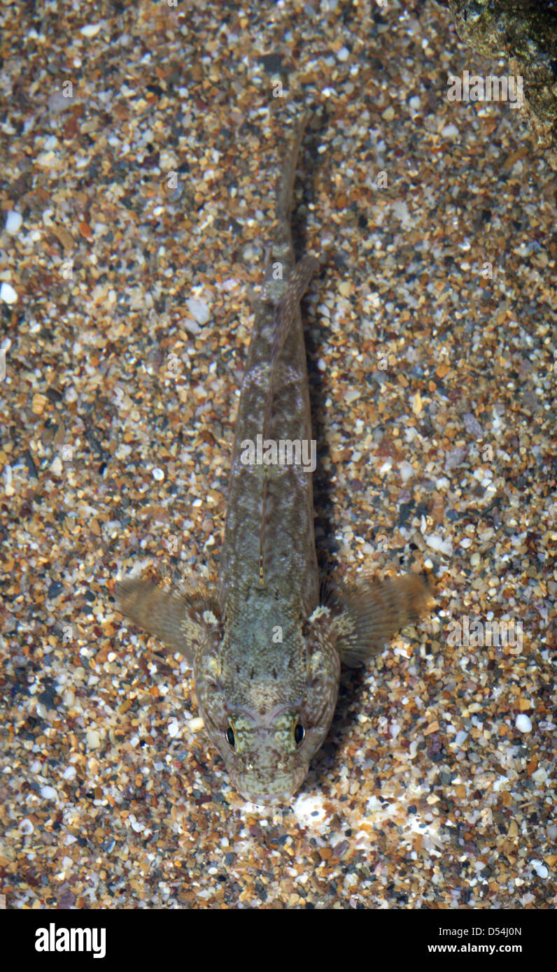Rock Goby on gravel in aquarium from above Stock Photo