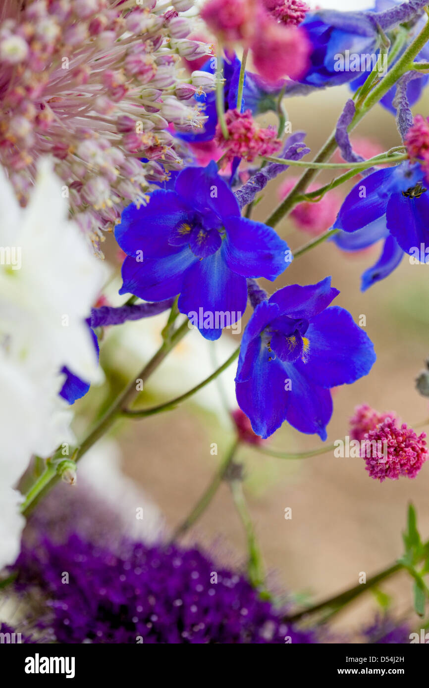 Bright blue, purple, pink, flowers Stock Photo Alamy
