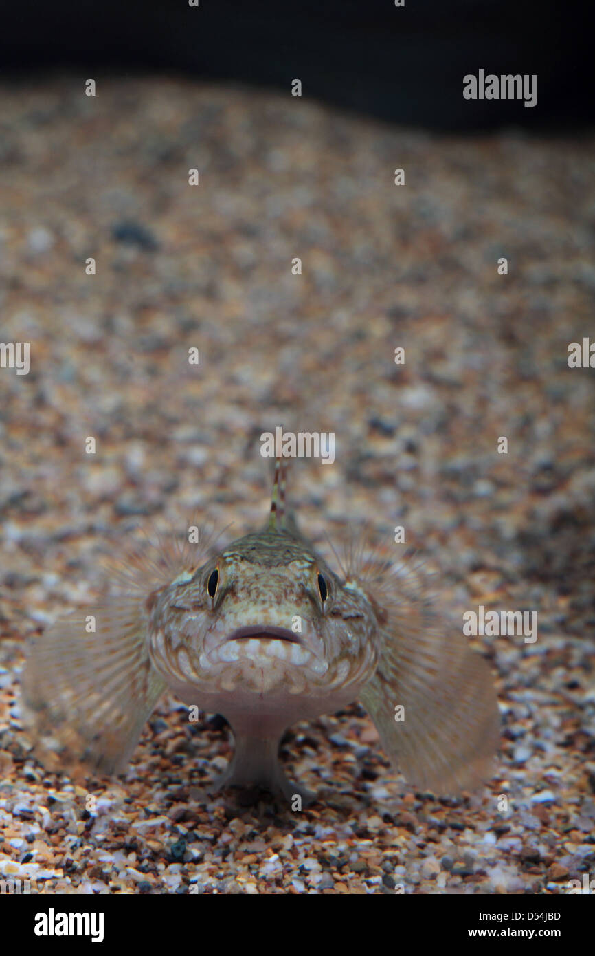 frontal view of a Rock Goby in aquarium Stock Photo