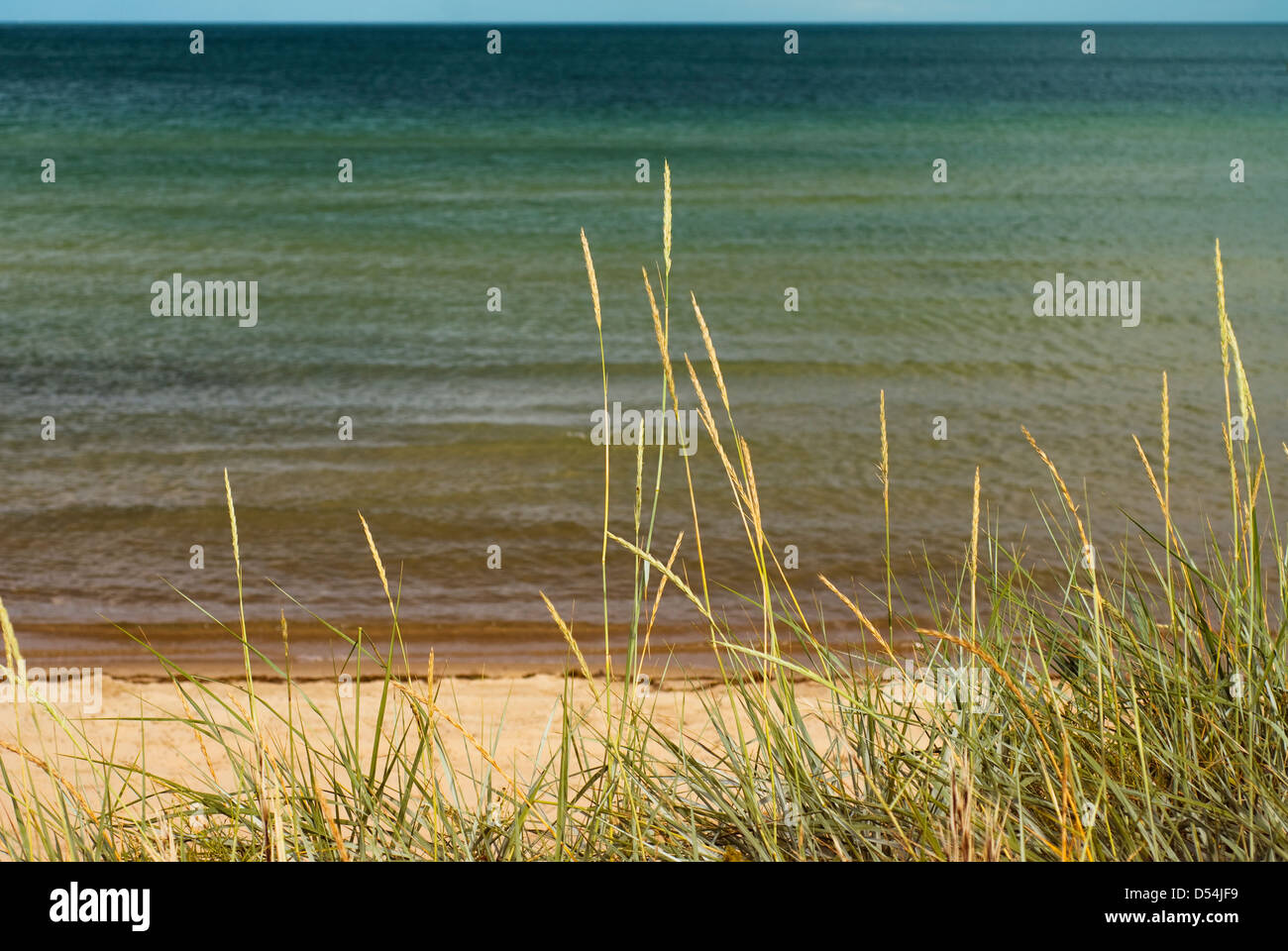 Sand dunes and reed at the beach Stock Photo - Alamy