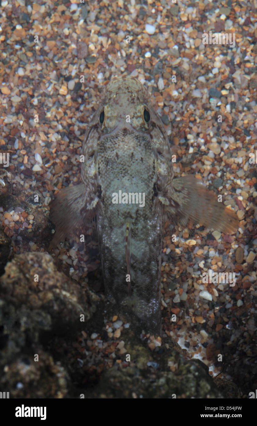 camouflaged Rock Goby in aquarium from above Stock Photo