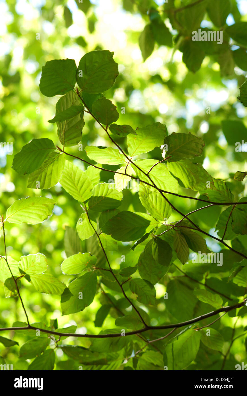 Green Leafs Tree Stock Photo Alamy