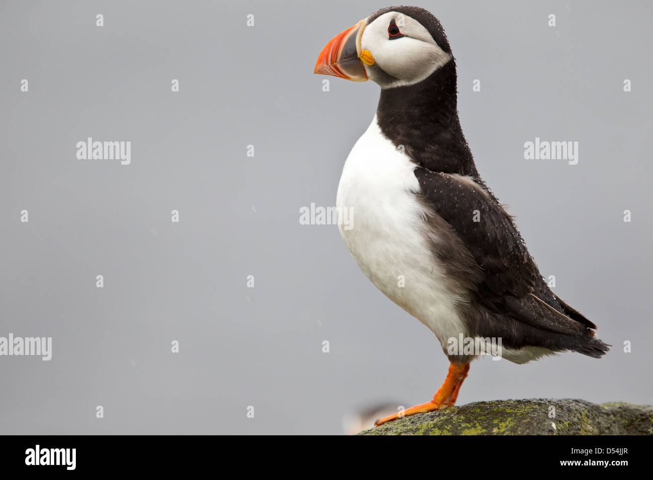 Fratercula arctica, Atlantic Puffin profile standing on a rock with water droplets on it's back Stock Photo