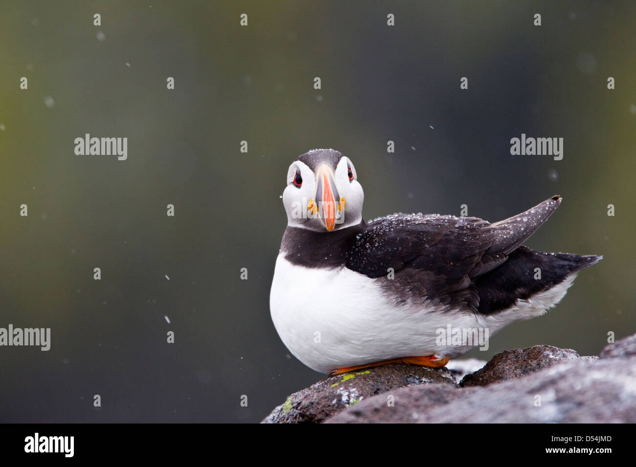 Fratercula arctica, Atlantic Puffin resting on a rock with water droplets on it's back Stock Photo