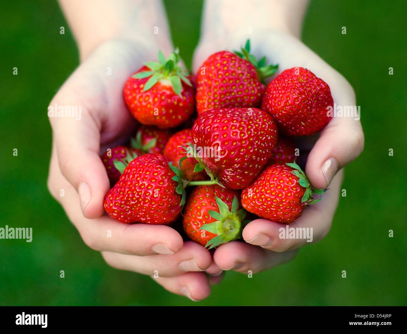 Girl holding strawberries (Fragaria x ananassa ) in her hands Stock Photo
