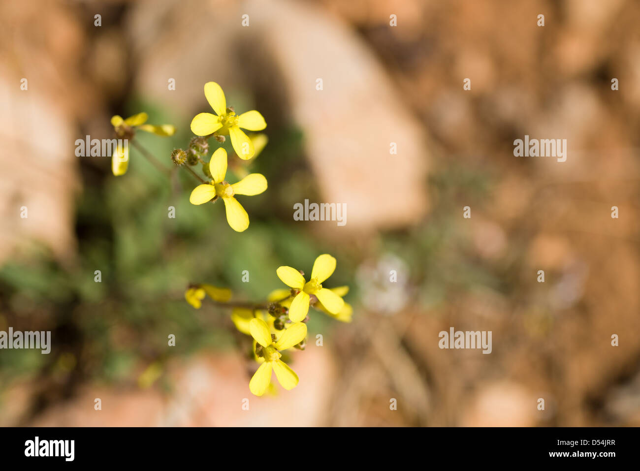 Sahara mustard weeds flowering on sandy soil Stock Photo
