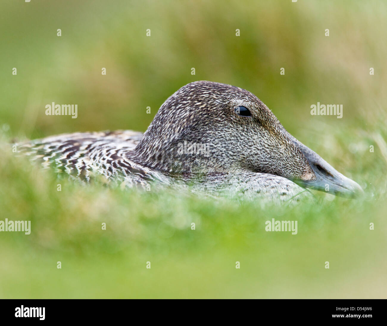 Somateria mollissima,Female Common Eider incubating her eggs on a bed of grass,profile view Stock Photo