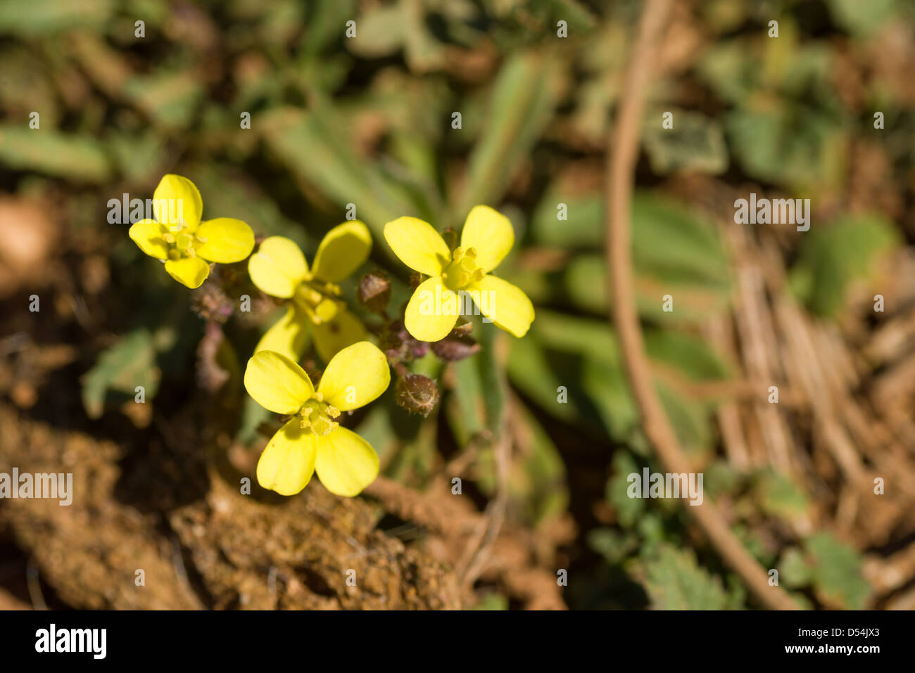 African mustard flowering, the plant sitting on sandy soil Stock Photo