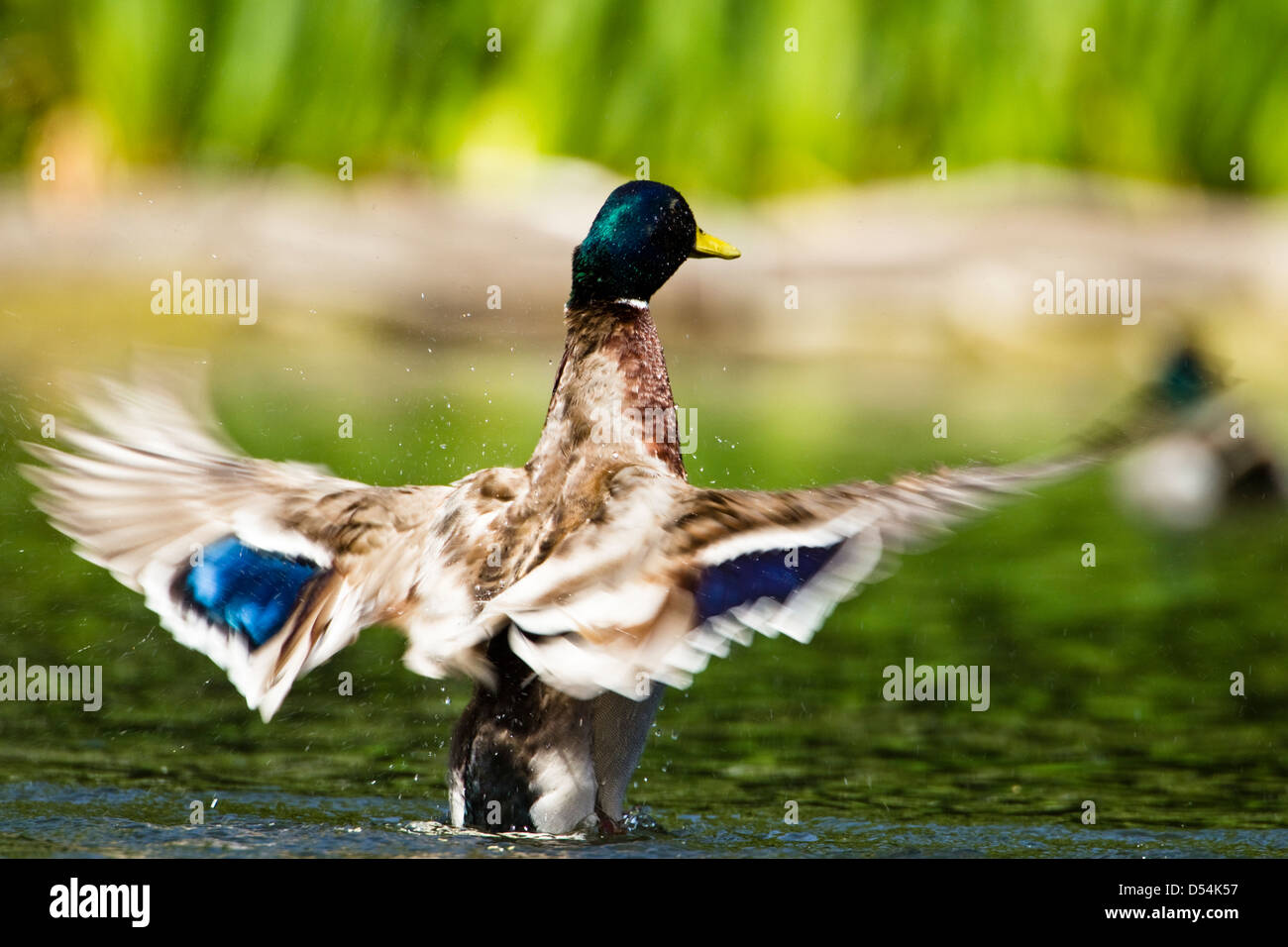 Anas platyrhynchos,Drake Mallard flipping his wings over the surface of water in slowmotion, back view Stock Photo