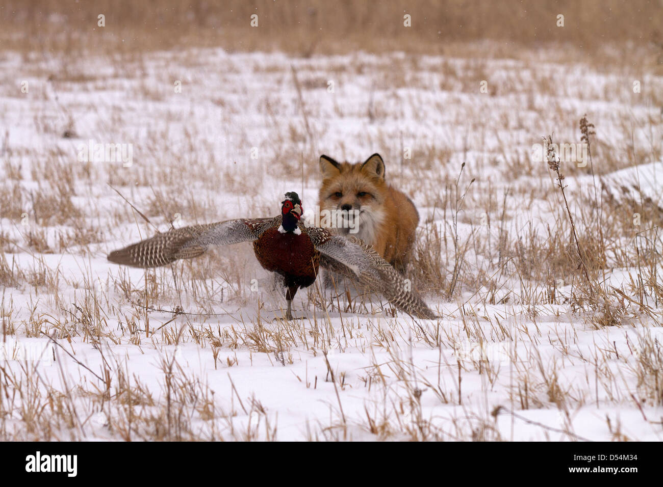 Red Fox, Vulpes vulpes hunting pheasant Stock Photo Alamy