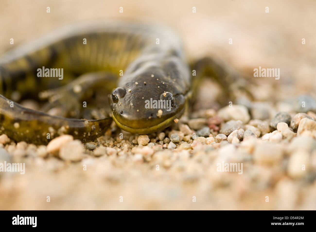 Close up Tiger Salamander on road Canada Stock Photo Alamy