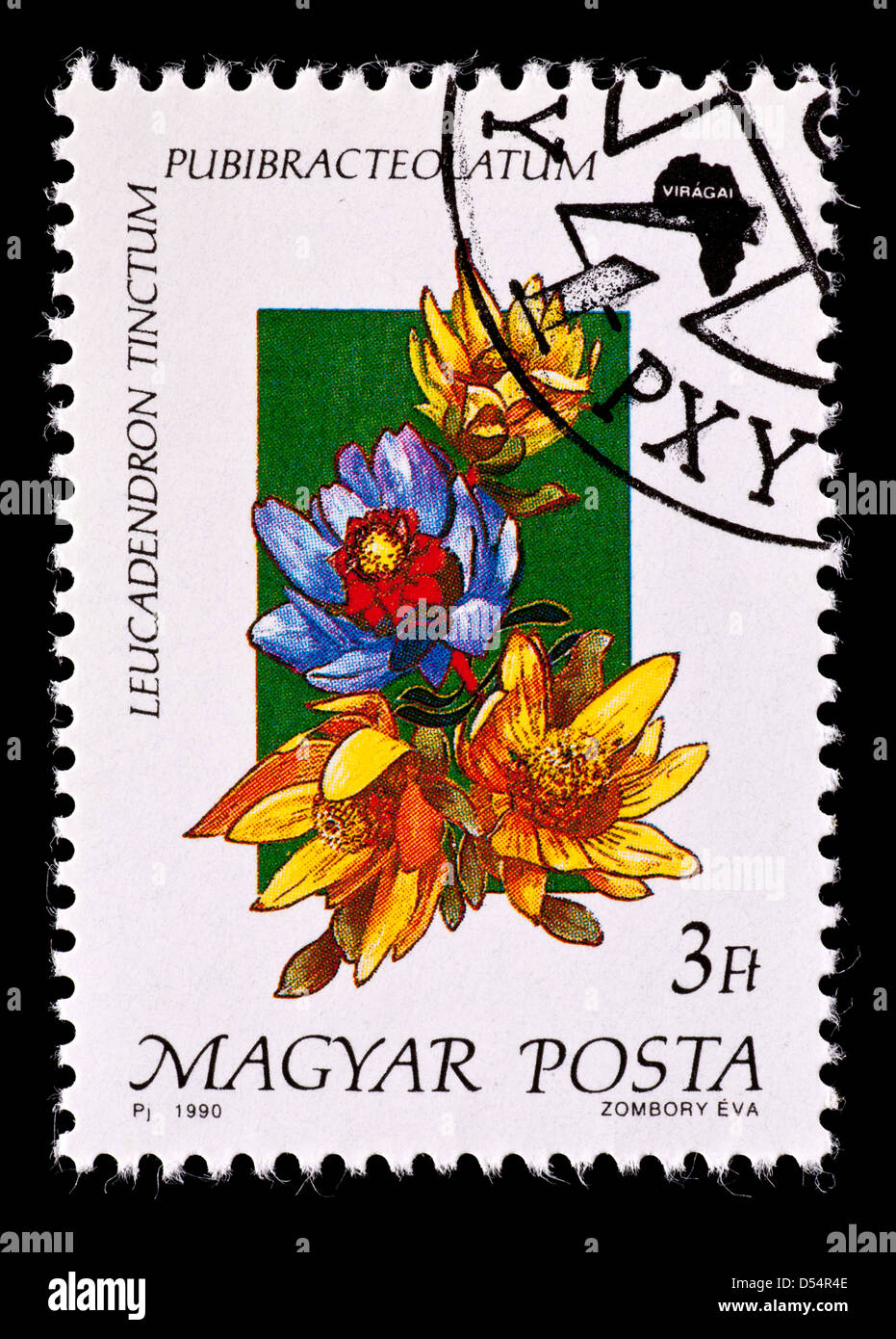 Postage stamp from Hungary depicting Spicy Cone Bush flowers (Leucadendron tinctum) Stock Photo