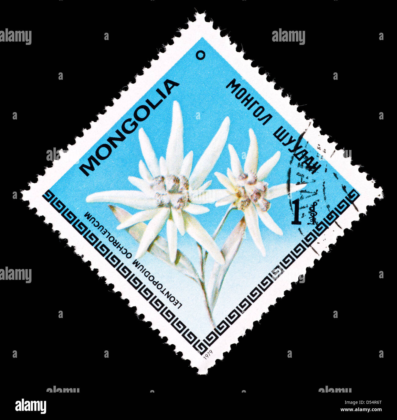 Postage stamp from Mongolia depicting edelweiss flowers (Leontopodium ochroleucum) Stock Photo