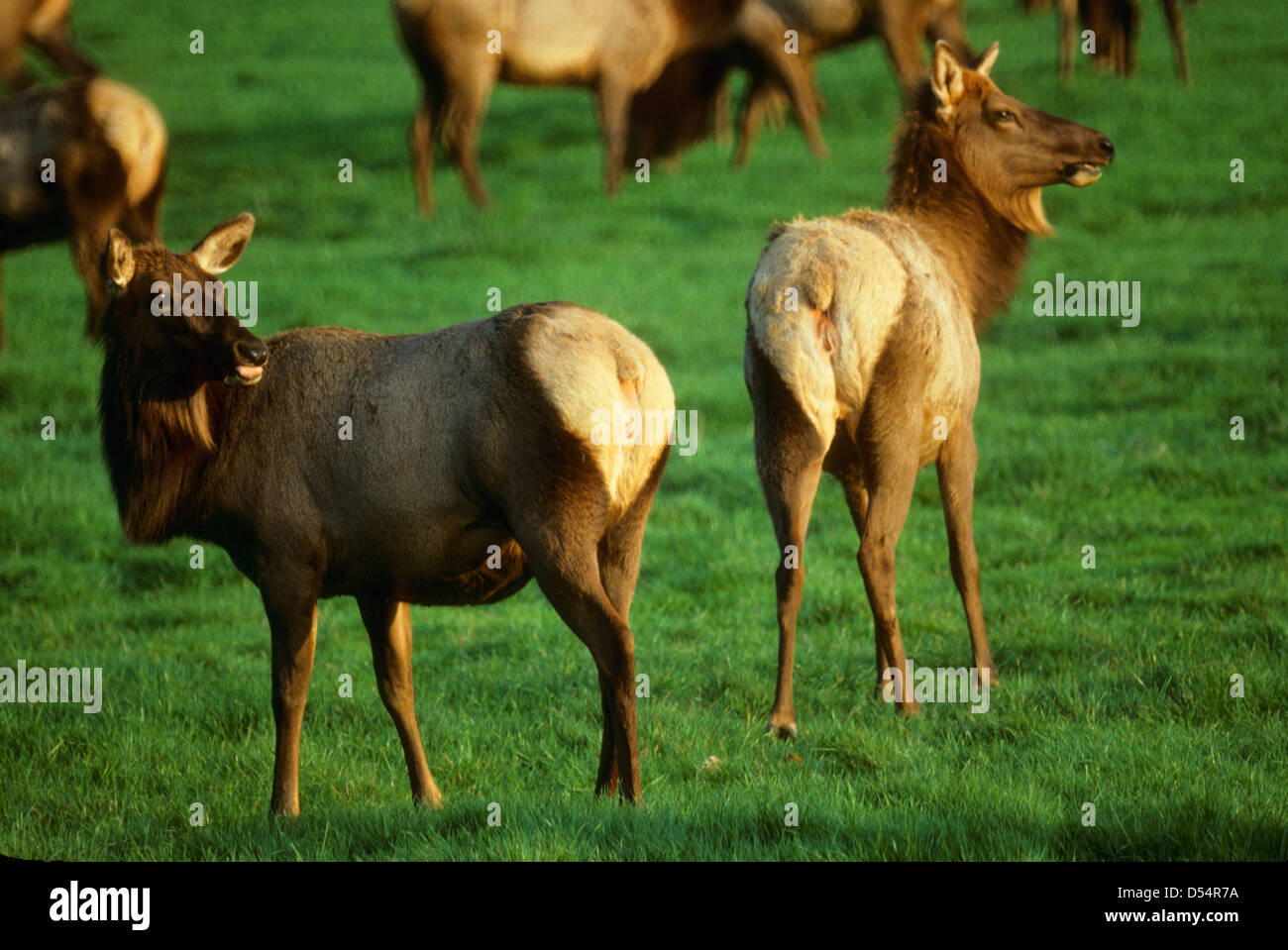 Roosevelt elk, Dean Creek Wildlife Area, Oregon Stock Photo Alamy
