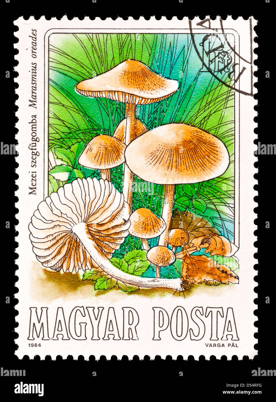 Postage stamp from Hungary depicting a fairy ring or Scotch bonnet mushroom (Marasmius oreades) Stock Photo