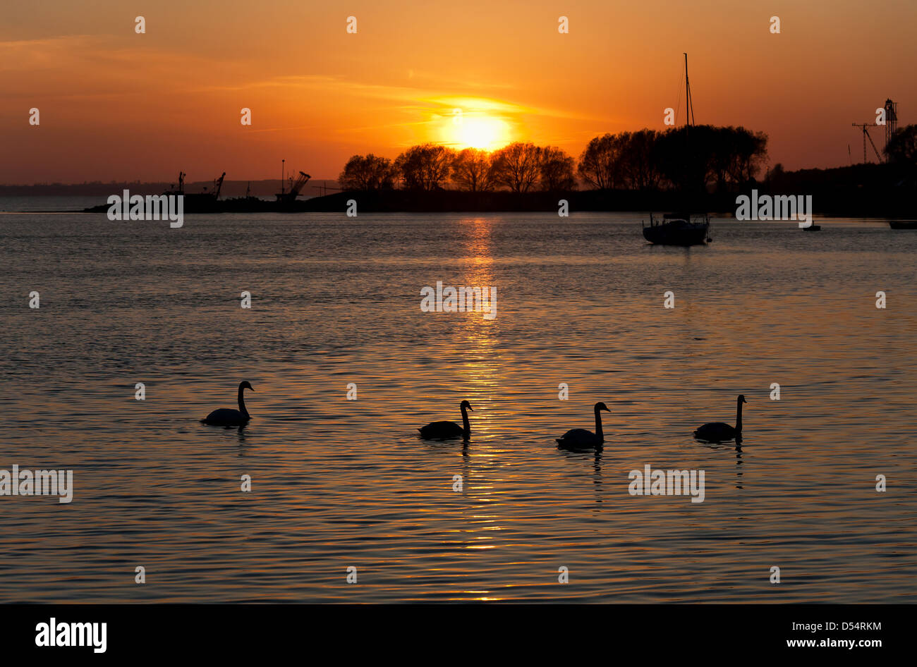 Kiss Field, Poland, swans in the sunset in the Puck Bay Stock Photo