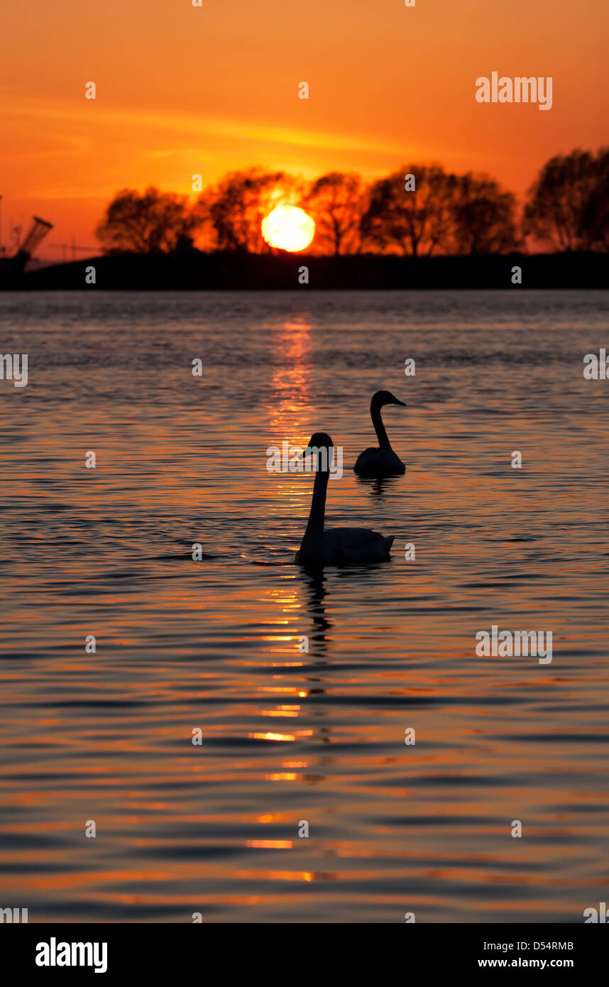 Kiss Field, Poland, swans in the sunset in the Puck Bay Stock Photo