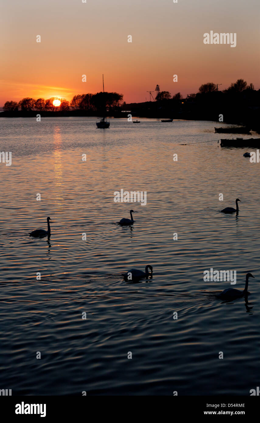 Kiss Field, Poland, swans in the sunset in the Puck Bay Stock Photo