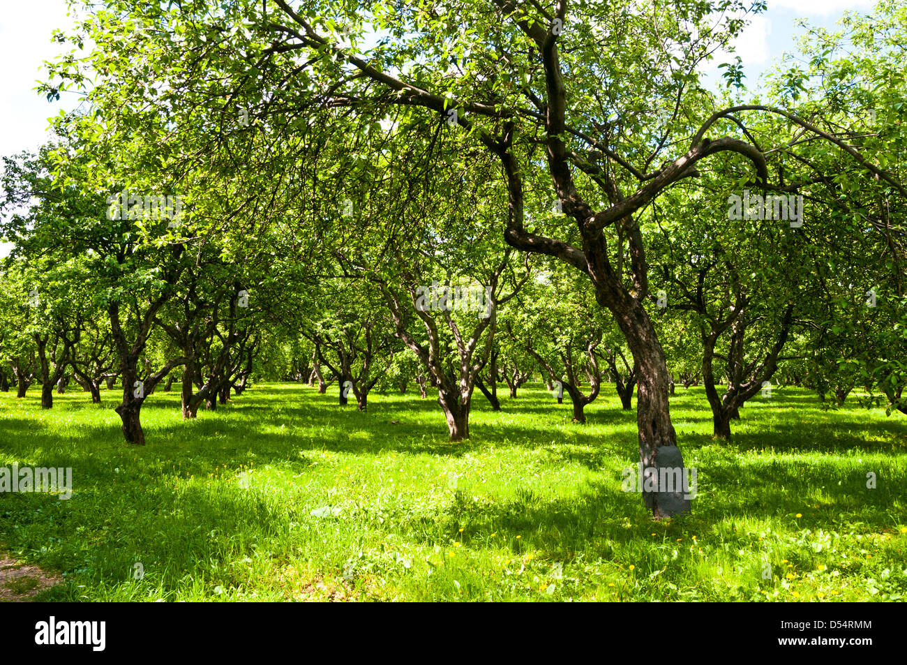 sunlight in trees of green summer forest Stock Photo - Alamy