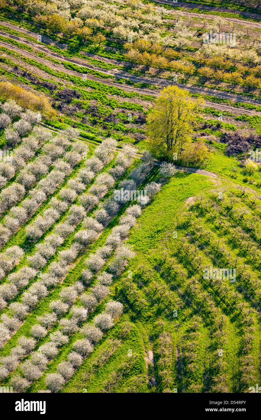 Aerial view of cherry orchard spring blossoms in Mason County, Michigan, USA. Stock Photo