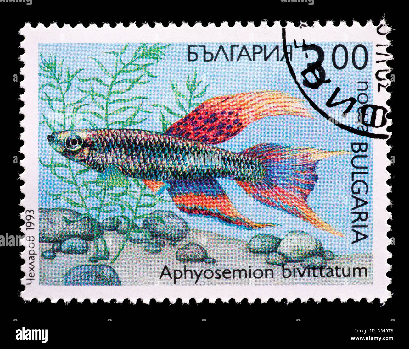 Postage stamp from Bulgaria depicting Twostripe lyretail tropical fish (Aphyosemion bivittatum) Stock Photo