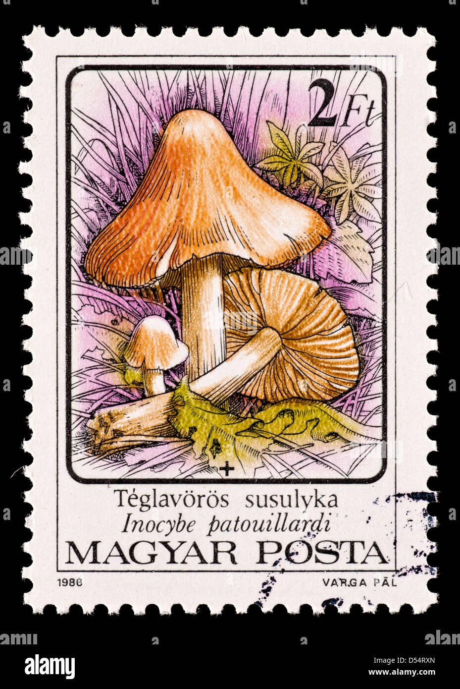 Postage stamp from Hungary depicting a red-staining inocybe mushroom (Inocybe patouillardi) Stock Photo