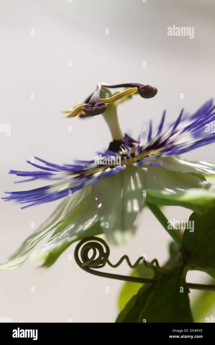 Berlin, Germany, a passion flower blossom Stock Photo