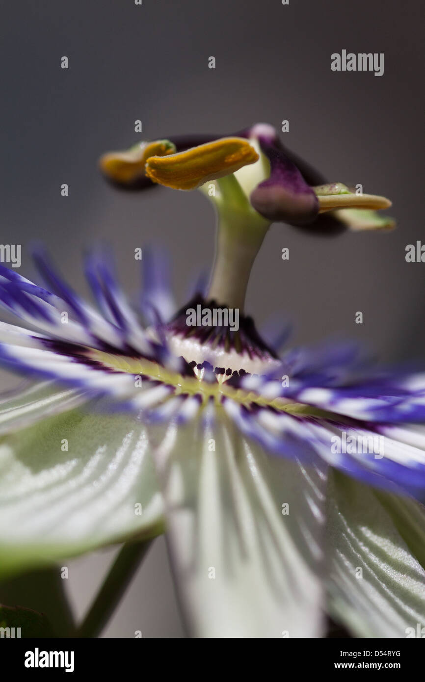 Berlin, Germany, a passion flower blossom Stock Photo