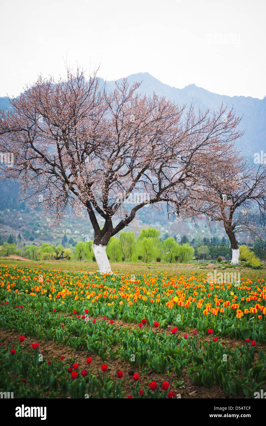 Almond tree in a Tulip Garden, Srinagar, Jammu And Kashmir, India Stock