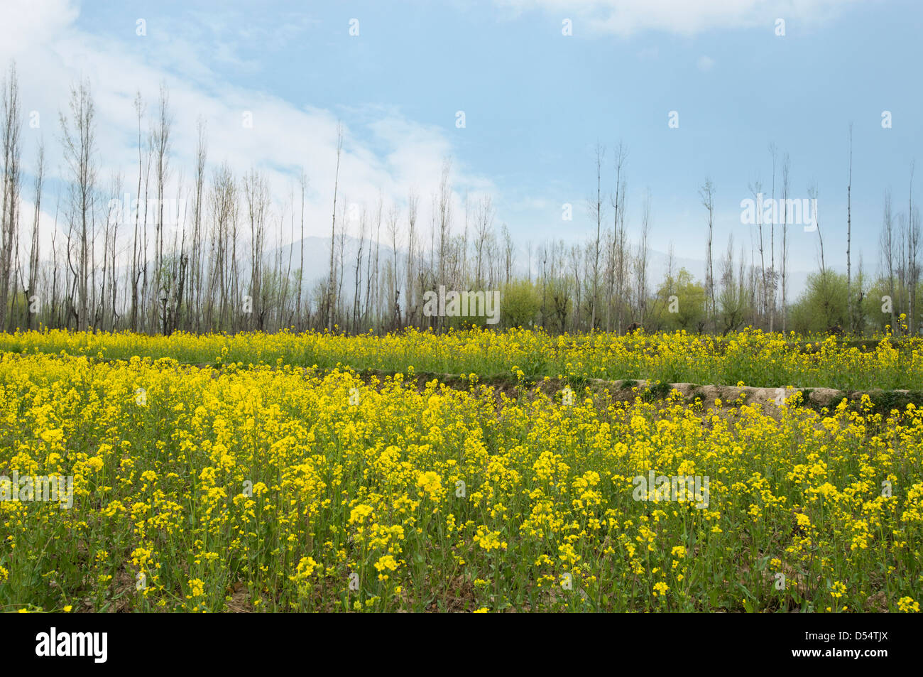 Mustard field, Gulmarg, Jammu And Kashmir, India Stock Photo Alamy