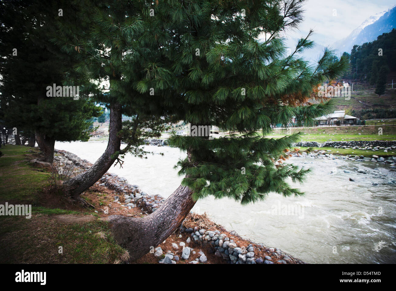 Trees at the riverside, Gulmarg, Jammu And Kashmir, India Stock Photo