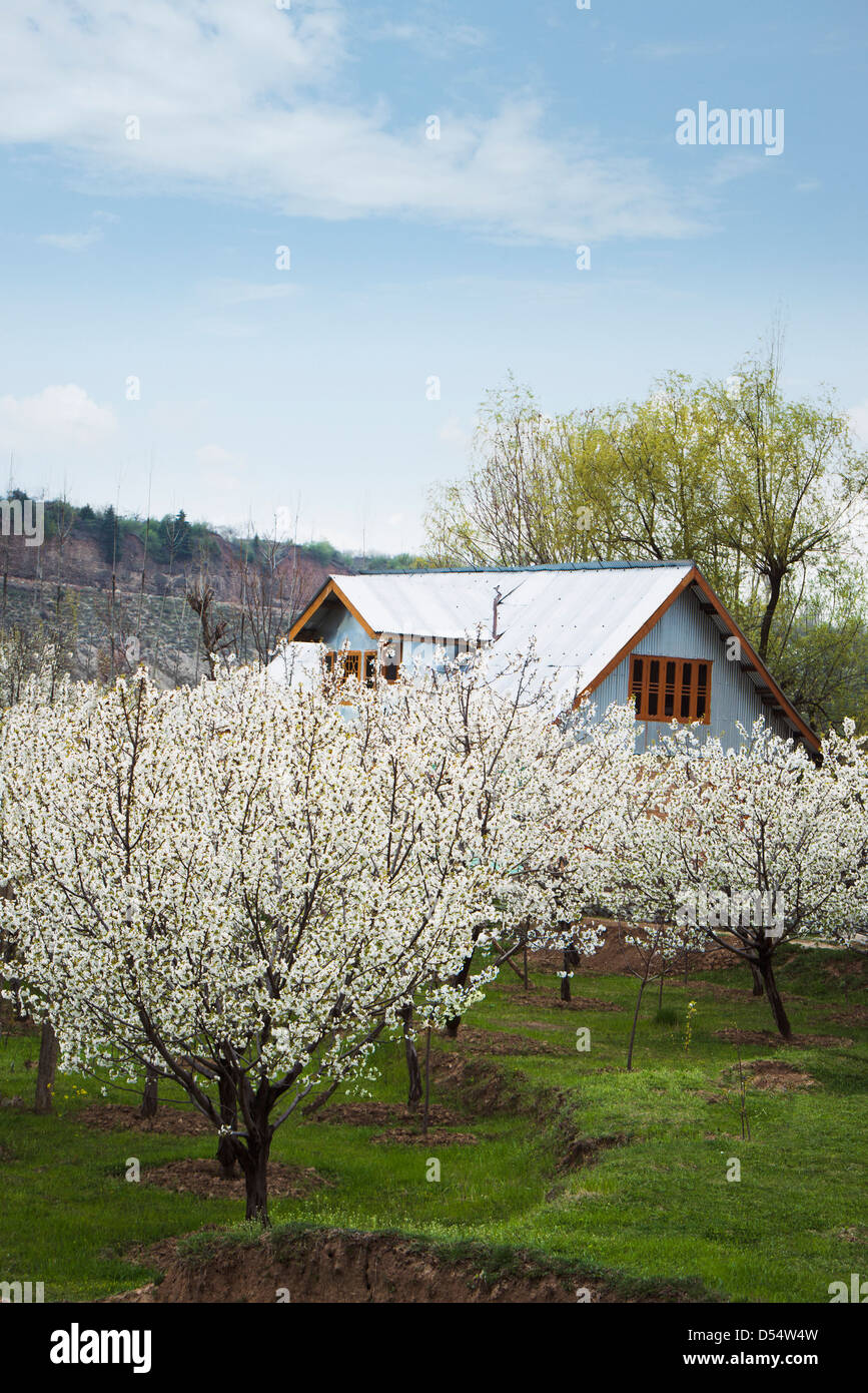 Apple trees in bloom at farm, Sonmarg, Jammu And Kashmir, India Stock Photo
