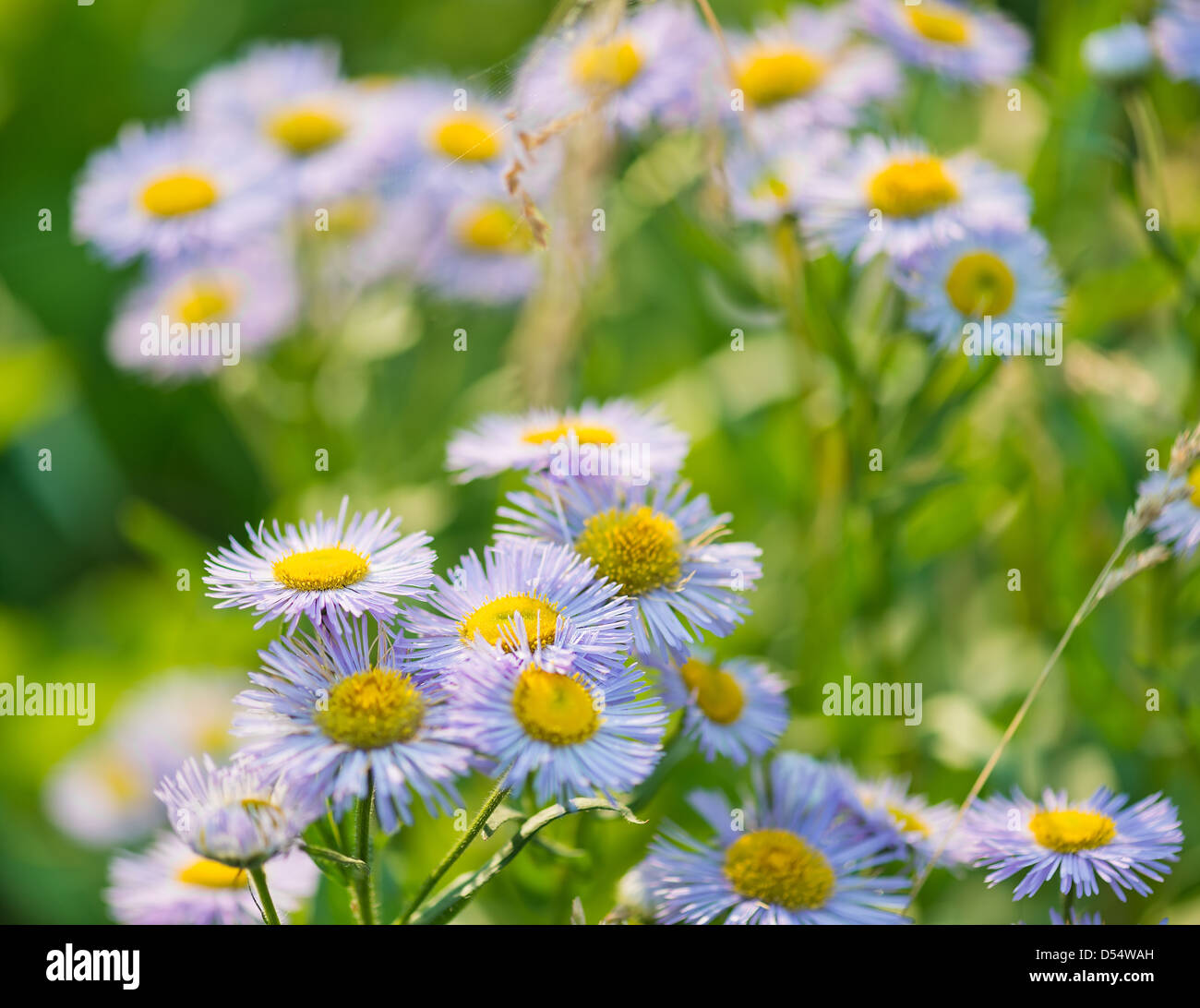 Wild asters flowers hi-res stock photography and images - Alamy