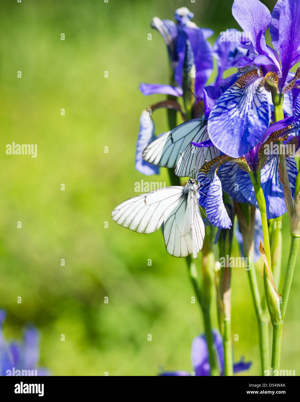 iris blooming and butterfly Aporia crataegi Stock Photo