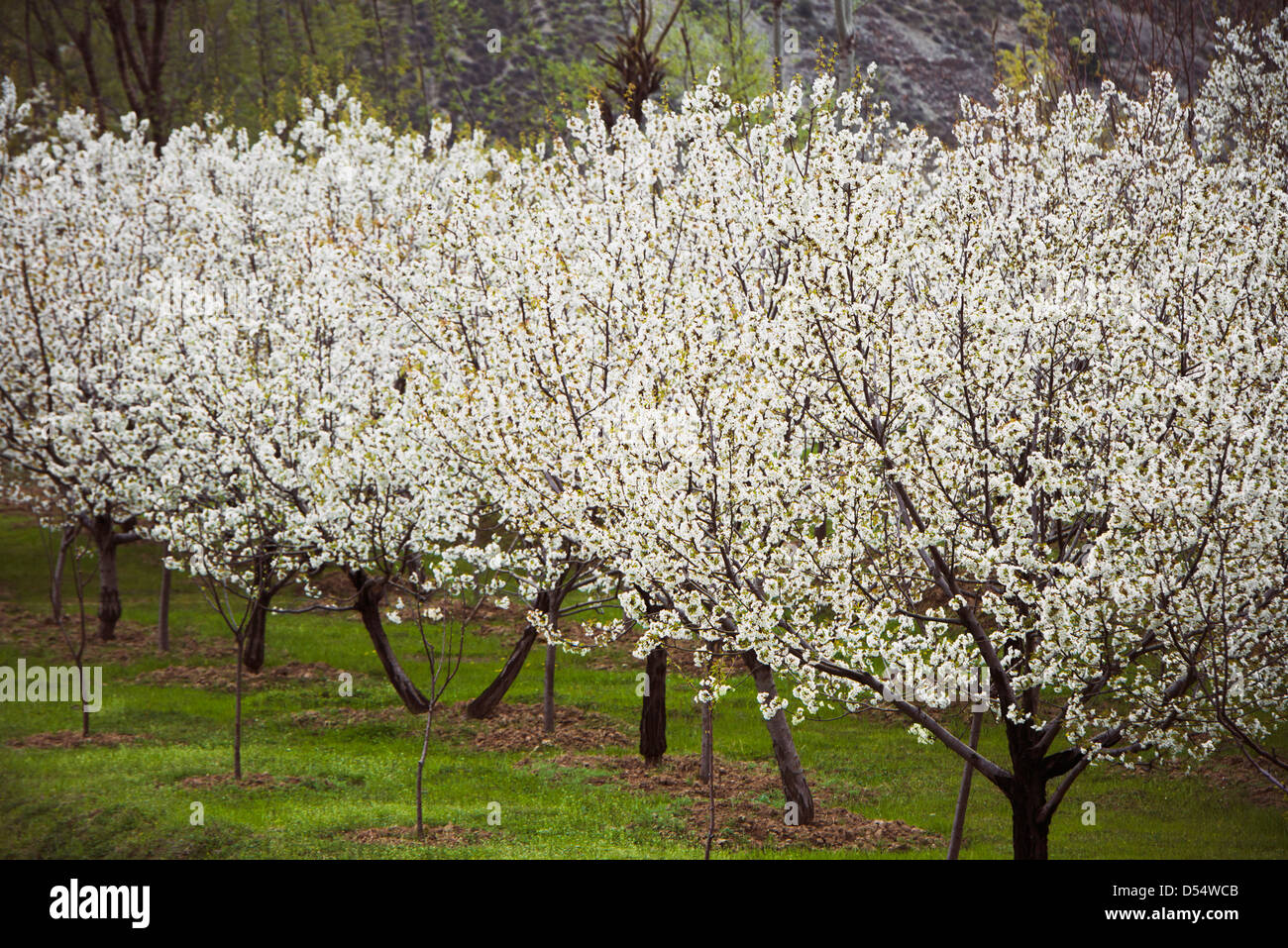 Apple trees in bloom at farm, Sonmarg, Jammu And Kashmir, India Stock