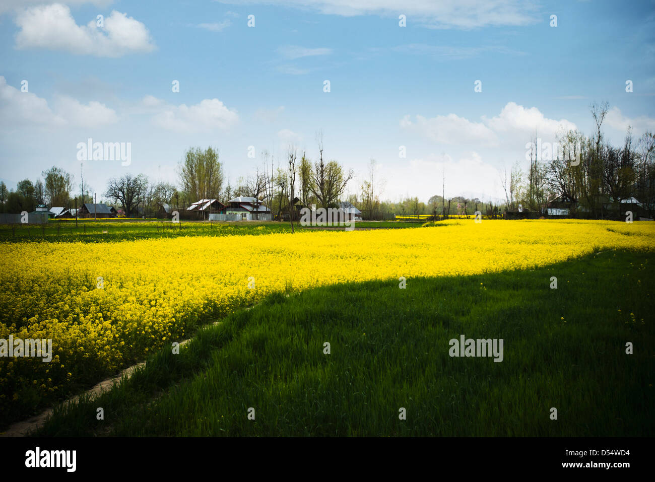 Mustard field in bloom, Sonmarg, Jammu And Kashmir, India Stock Photo