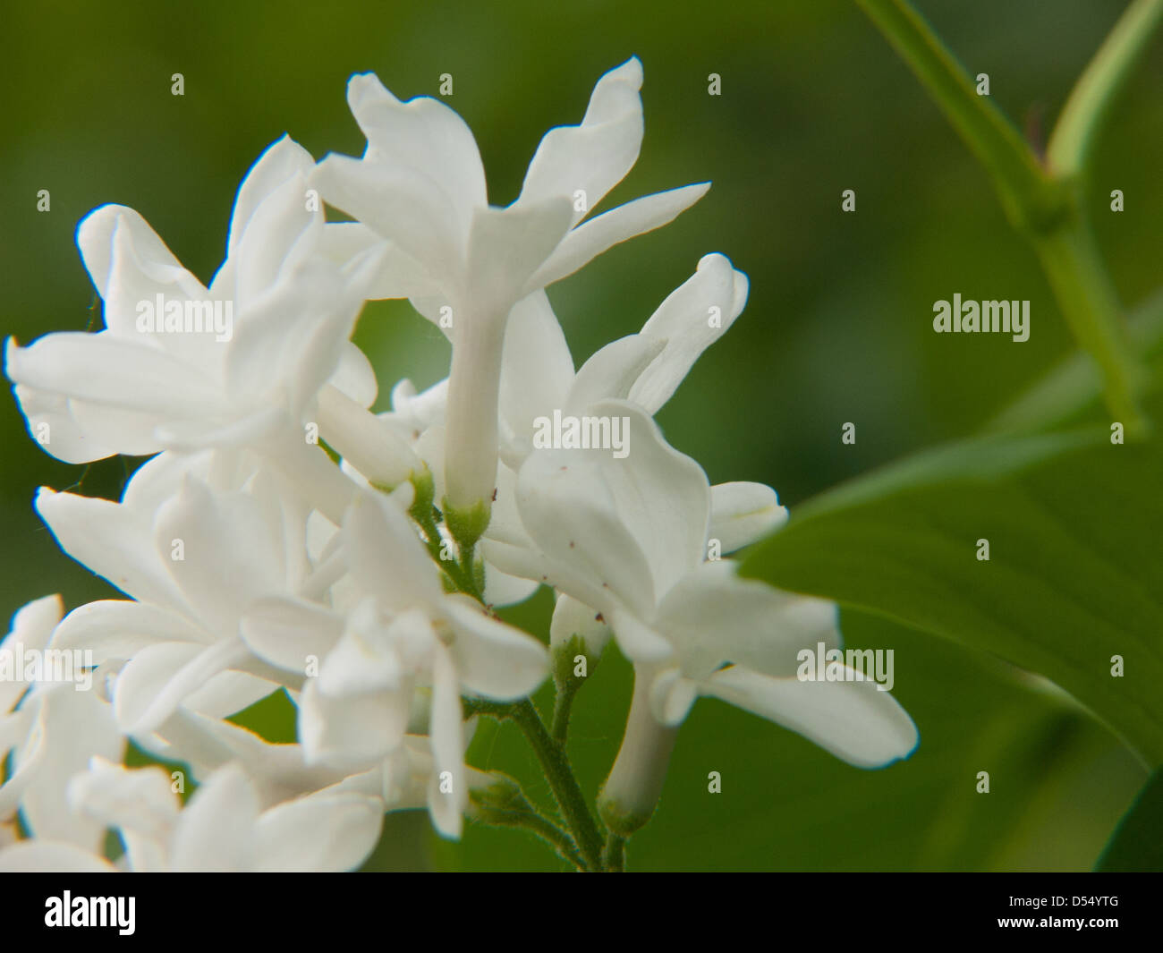 Lilas hi-res stock photography and images - Page 3 - Alamy