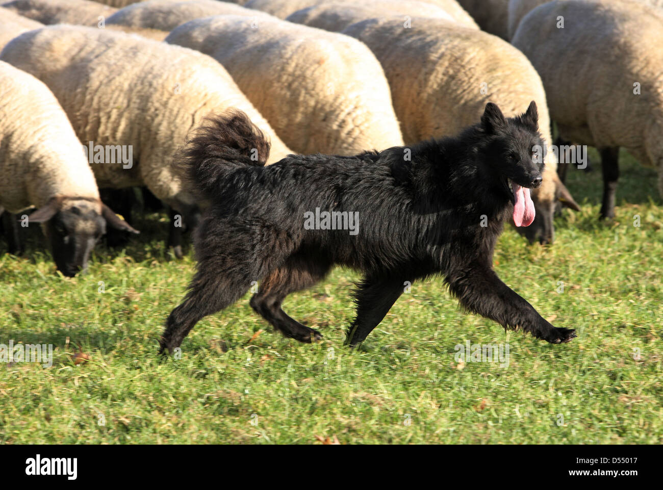 Hoppegarten, Germany, Huetehund runs in front of a flock of sheep Stock Photo