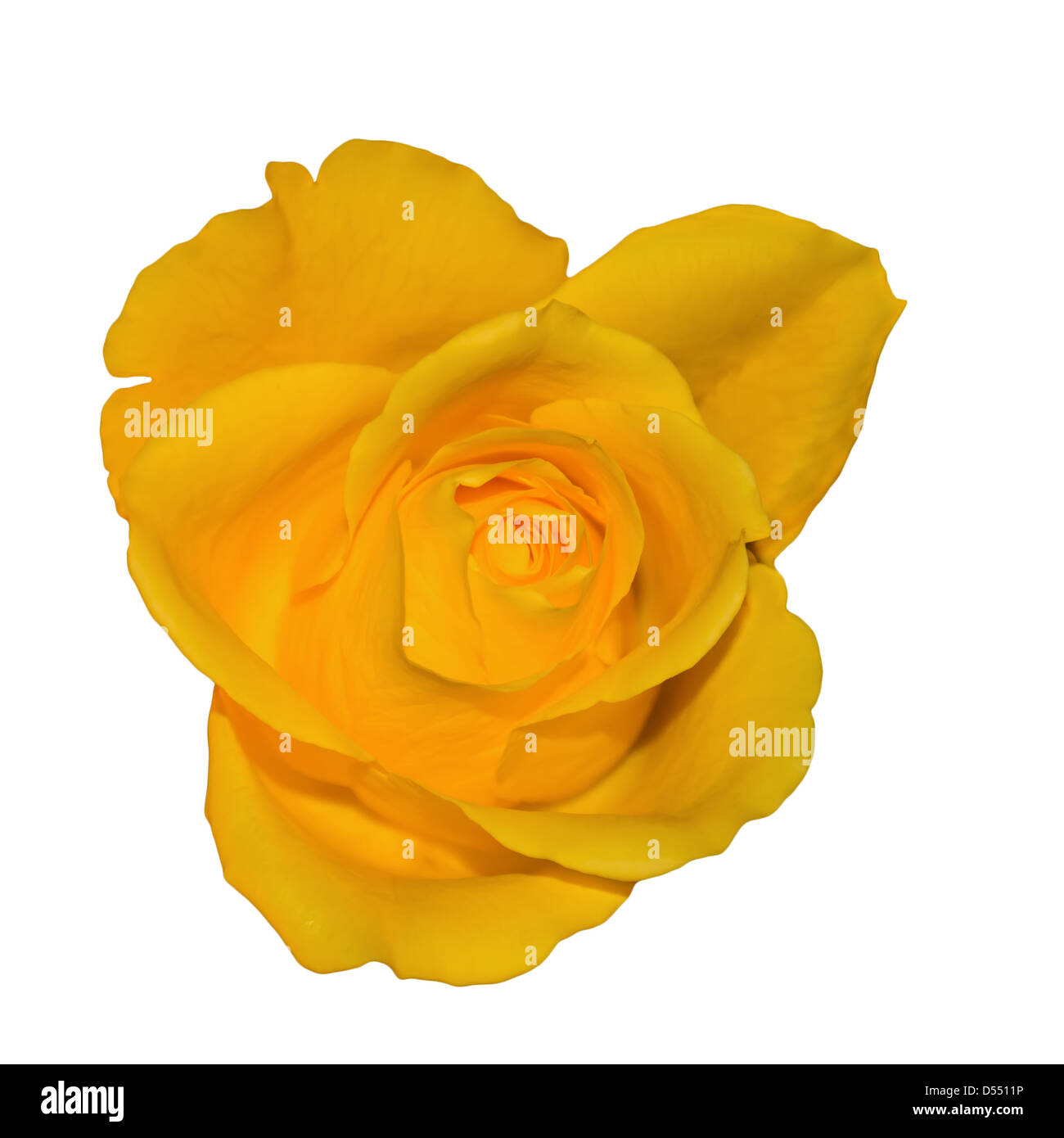Yellow rose blossom Stock Photo