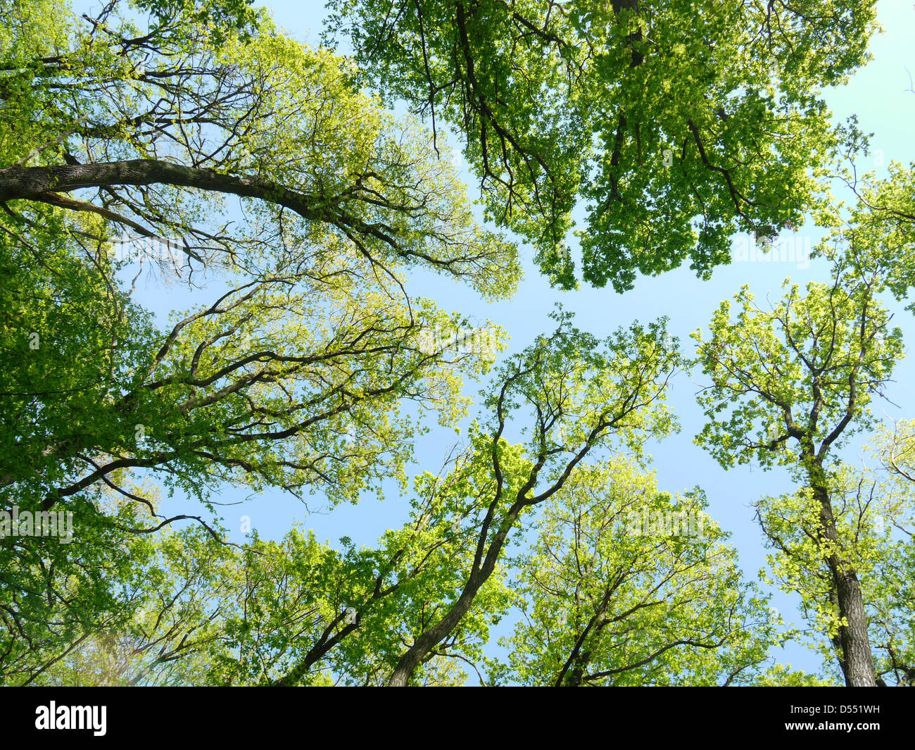 Tree crown hi-res stock photography and images - Alamy