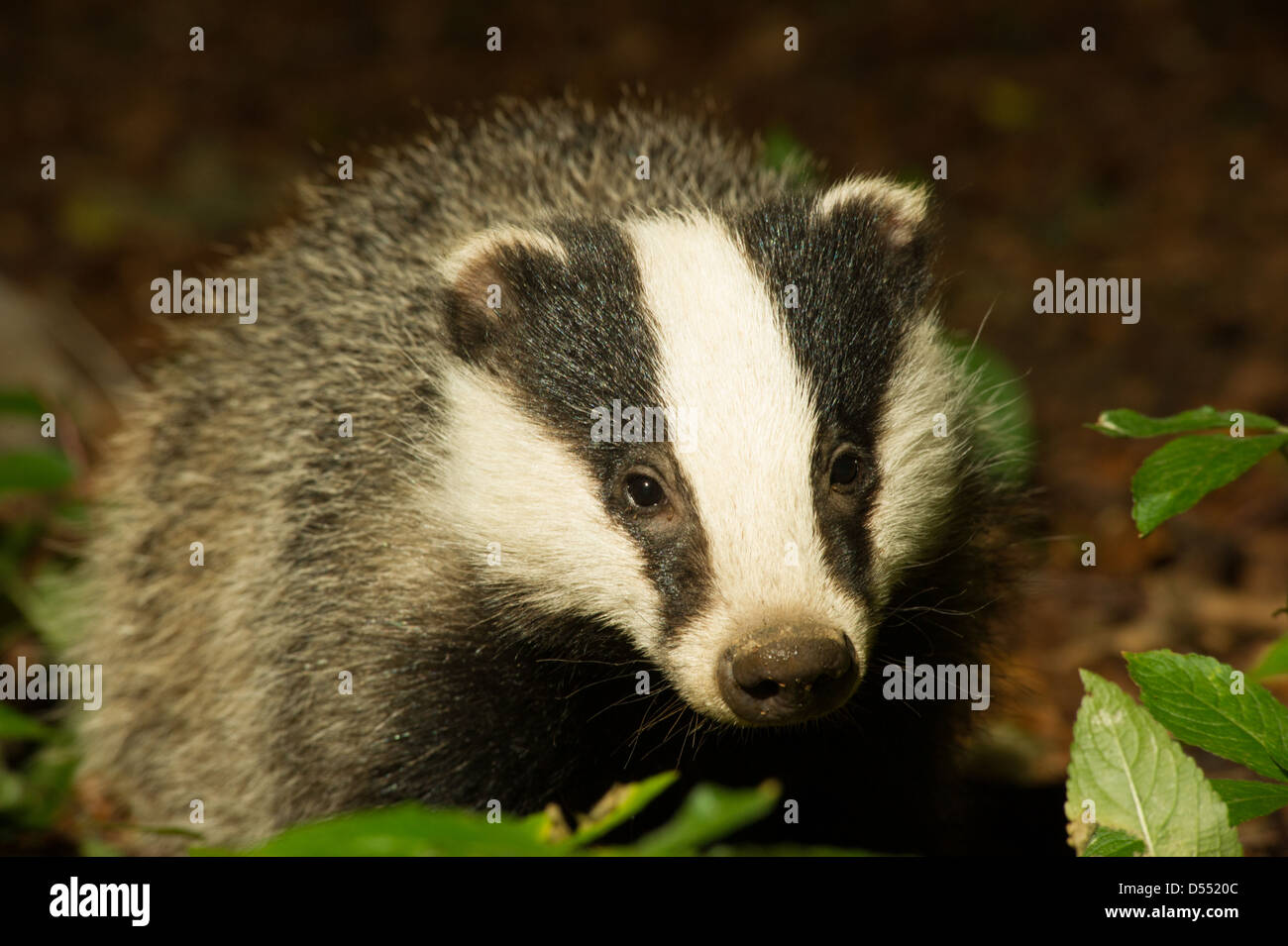 badger cub Stock Photo